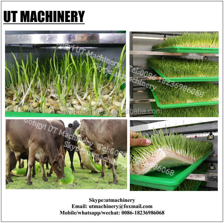 Εξοπλισμός επεξεργασίας ριζών φασόλιων για ημερήσια κατανάλωση νερού 3m3 Παραγωγή βλαστών