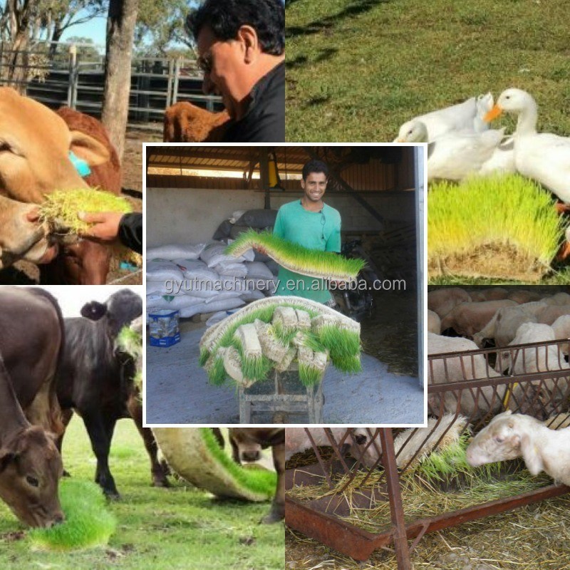 40HQ Συσκευαστήριο θερμοκήπιο Αγροτική αυτοματοποιημένη μηχανή βλαστών