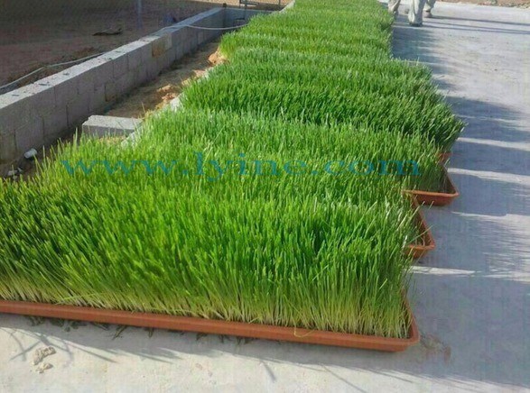 2024 Διαφήμιση C Μηχανές συγκομιδής